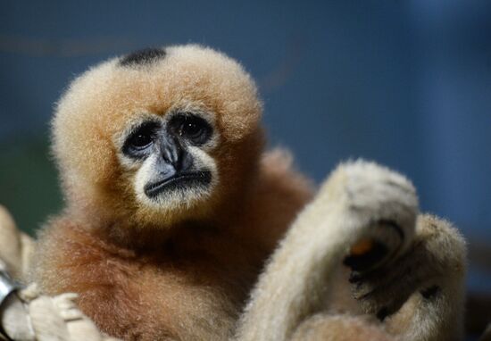 New inhabitants of Yekaterinburg Zoo