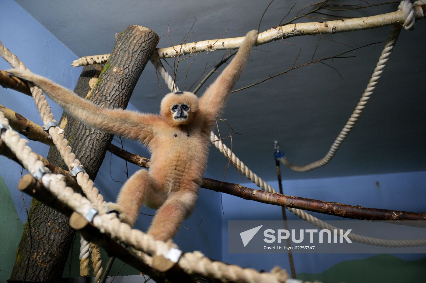 New inhabitants of Yekaterinburg Zoo
