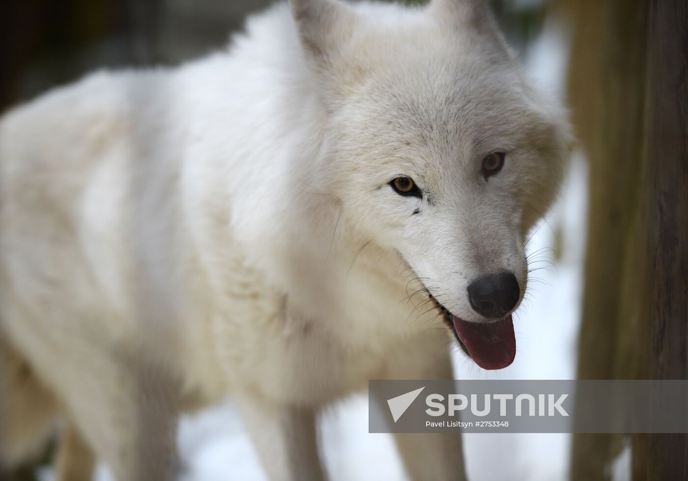 New inhabitants of Yekaterinburg Zoo