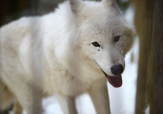 New inhabitants of Yekaterinburg Zoo