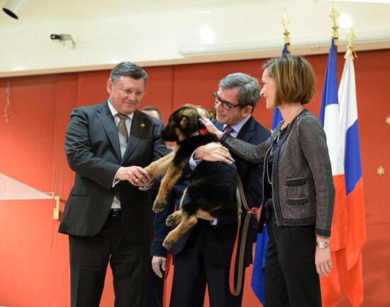 Puppy Dobrynya handed over as gift to French police