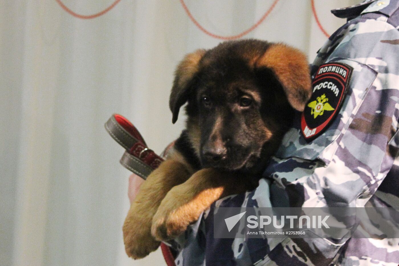 Puppy Dobrynya handed over as gift to French police