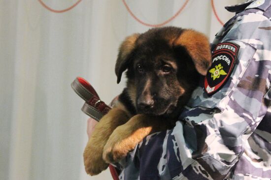 Puppy Dobrynya handed over as gift to French police