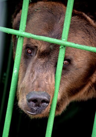 Zoo opens in Ussuriysk