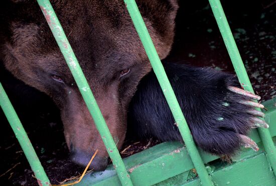 Zoo opens in Ussuriysk