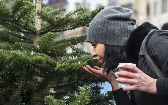 Christmas trees on sale in Moscow