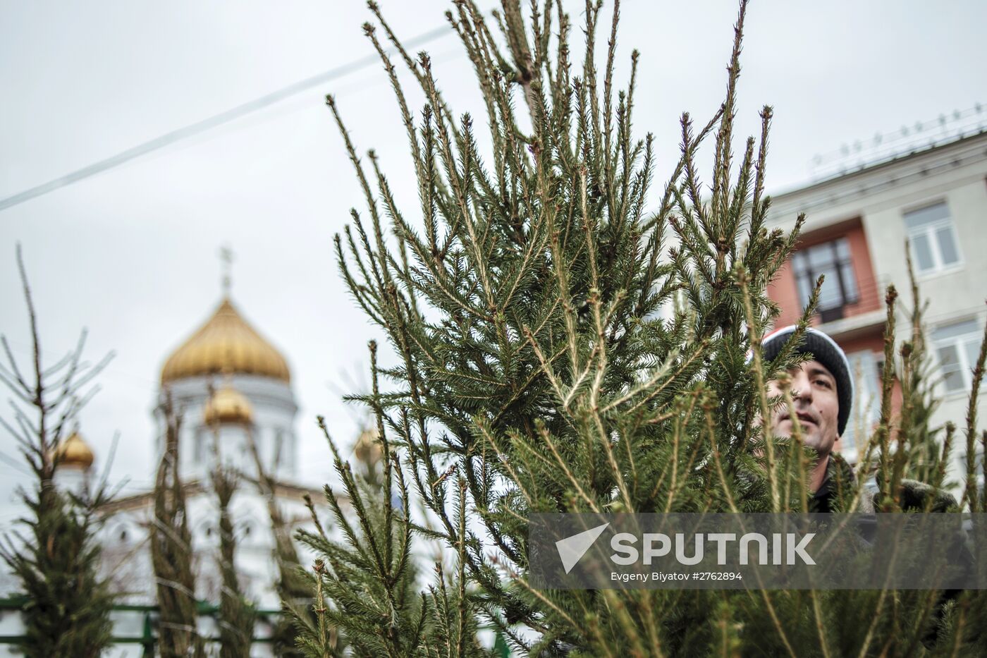 Christmas trees on sale in Moscow