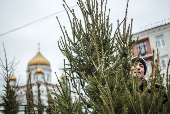Christmas trees on sale in Moscow