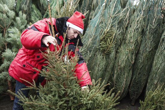 Christmas trees on sale in Moscow