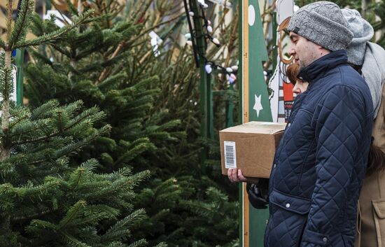 Christmas trees on sale in Moscow