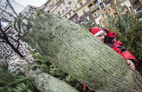Christmas tree markets open in Moscow