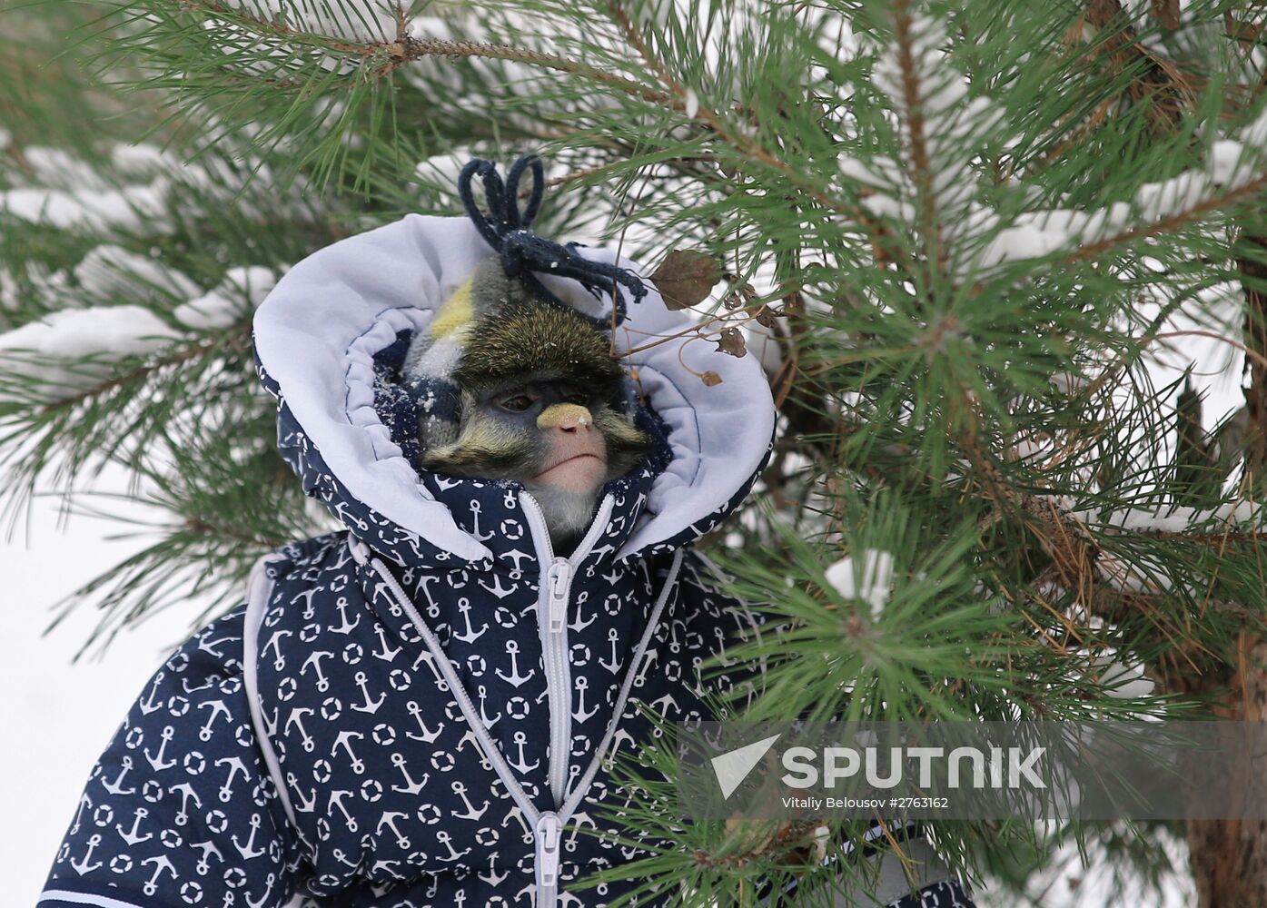 Monkey Yuppi lives in Moscow family