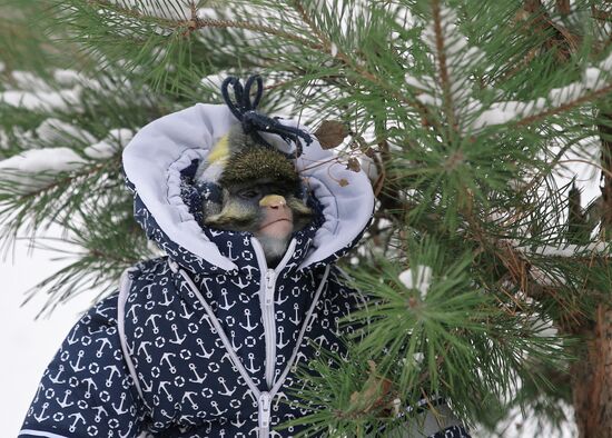 Monkey Yuppi lives in Moscow family