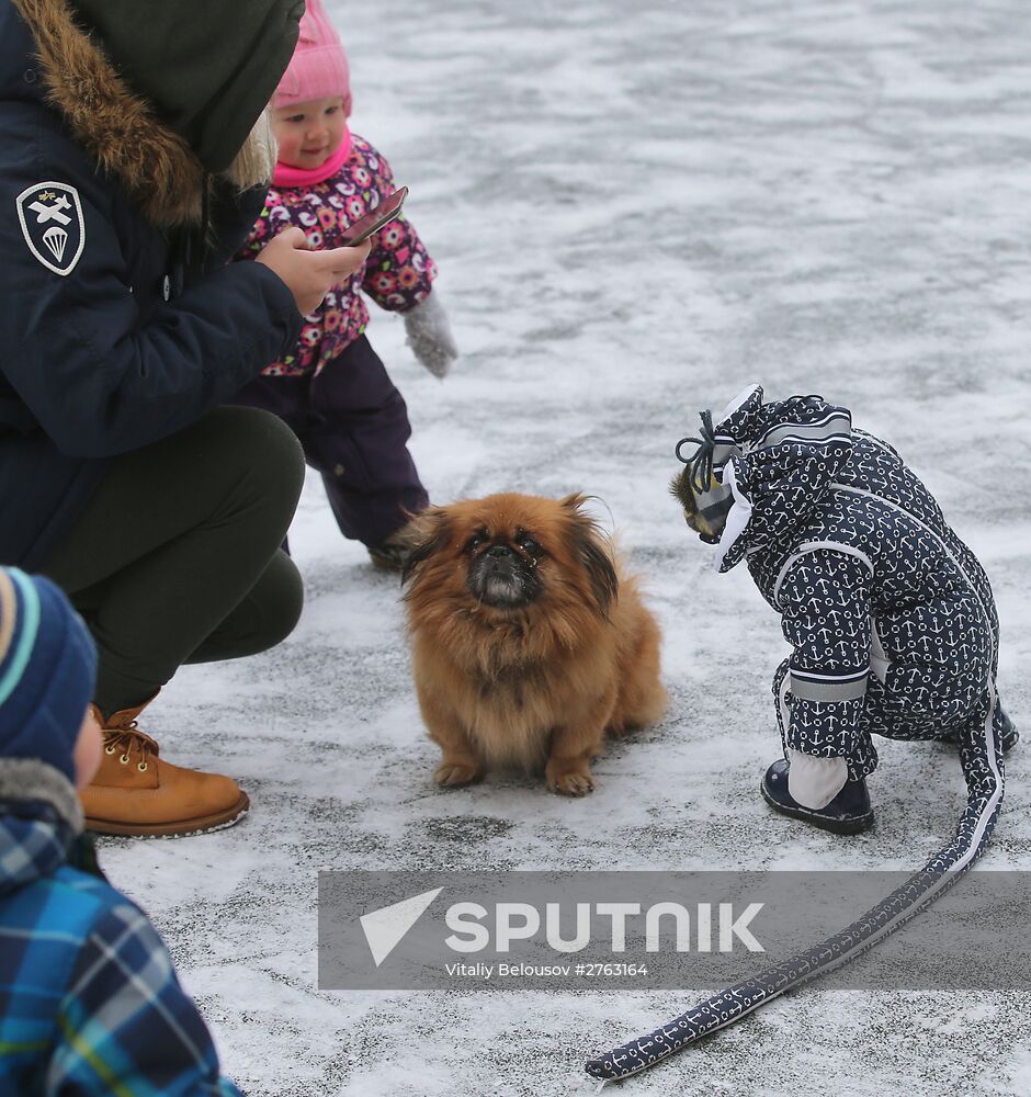 Monkey Yuppi lives in Moscow family