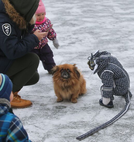 Monkey Yuppi lives in Moscow family