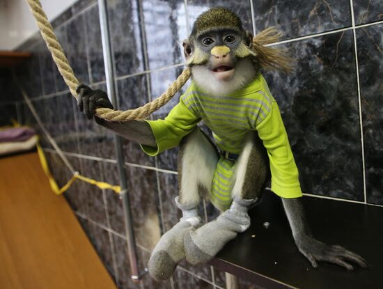 Monkey Yuppi lives in Moscow family