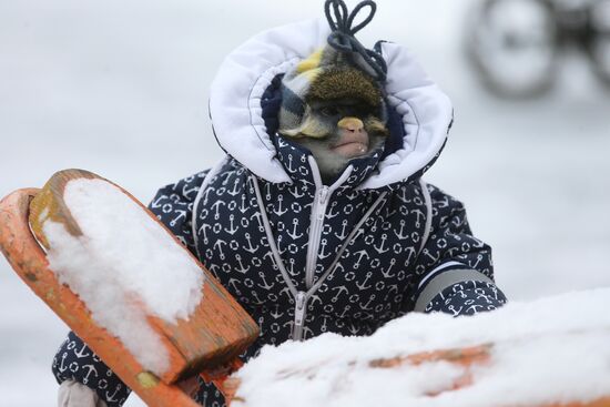Monkey Yuppi lives in Moscow family
