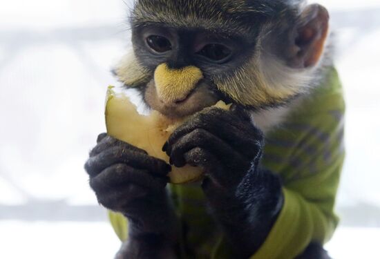 Monkey Yuppi lives in Moscow family