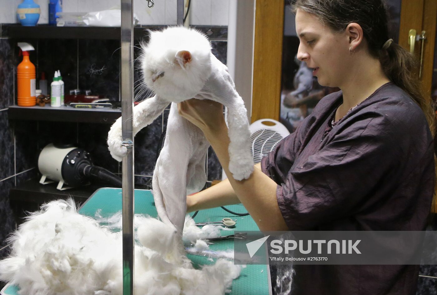Monkey Yuppi lives in Moscow family