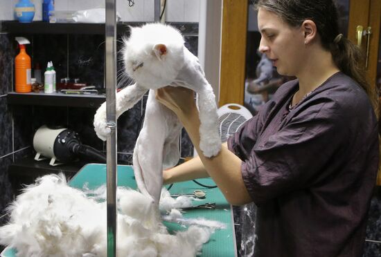Monkey Yuppi lives in Moscow family