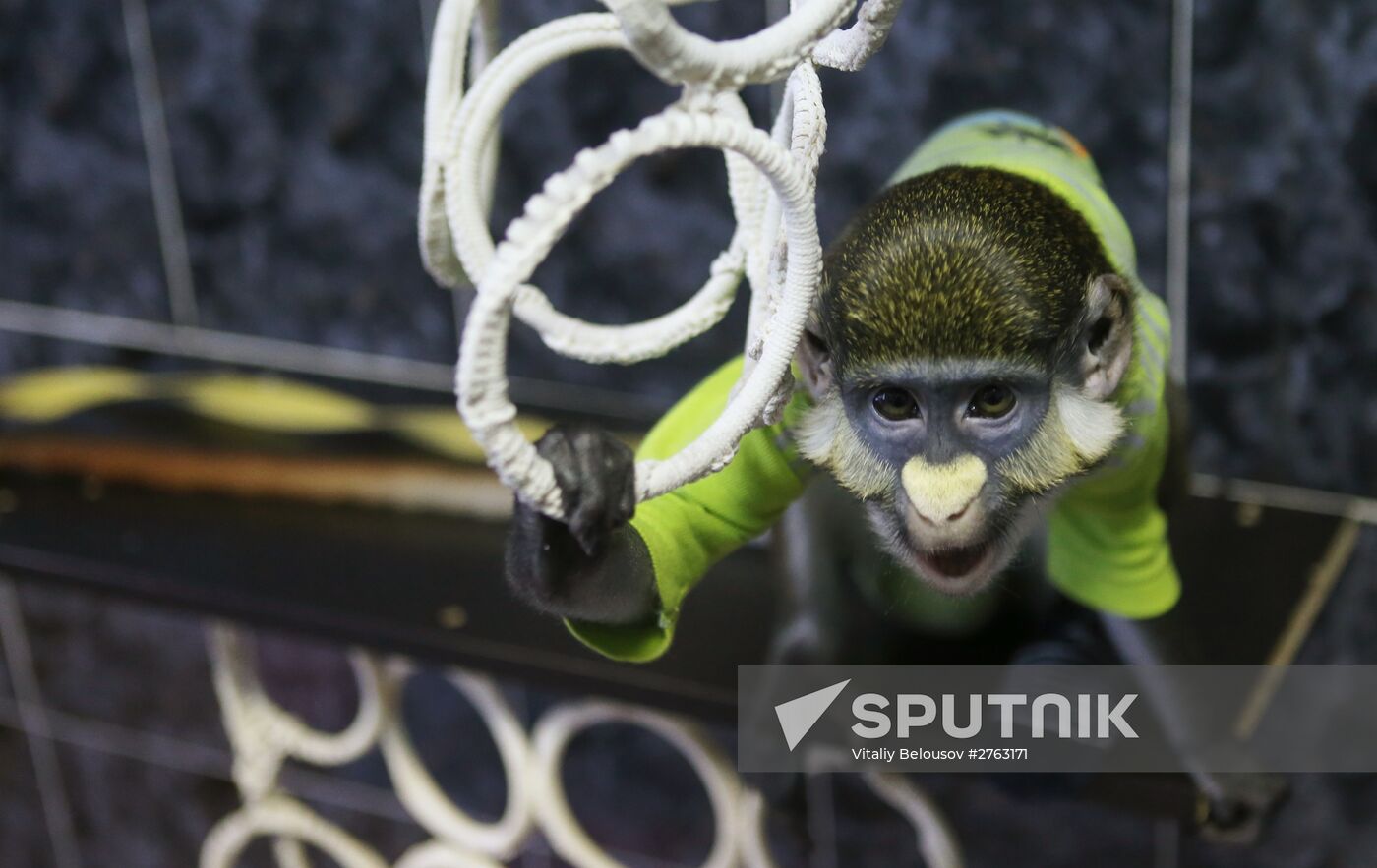 Monkey Yuppi lives in Moscow family
