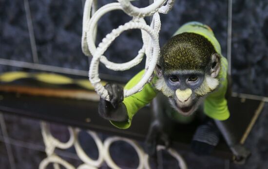 Monkey Yuppi lives in Moscow family