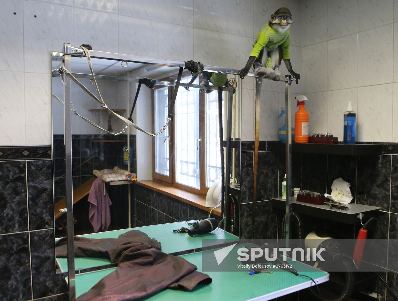 Monkey Yuppi lives in Moscow family