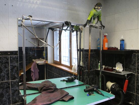 Monkey Yuppi lives in Moscow family