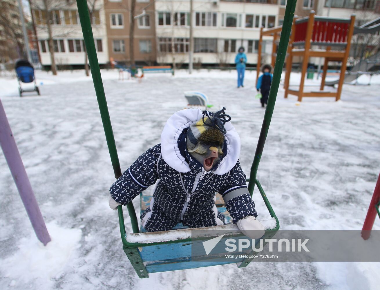 Monkey Yuppi lives in Moscow family