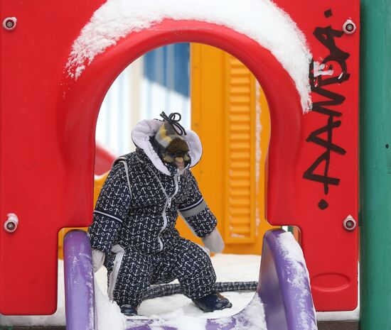 Monkey Yuppi lives in Moscow family