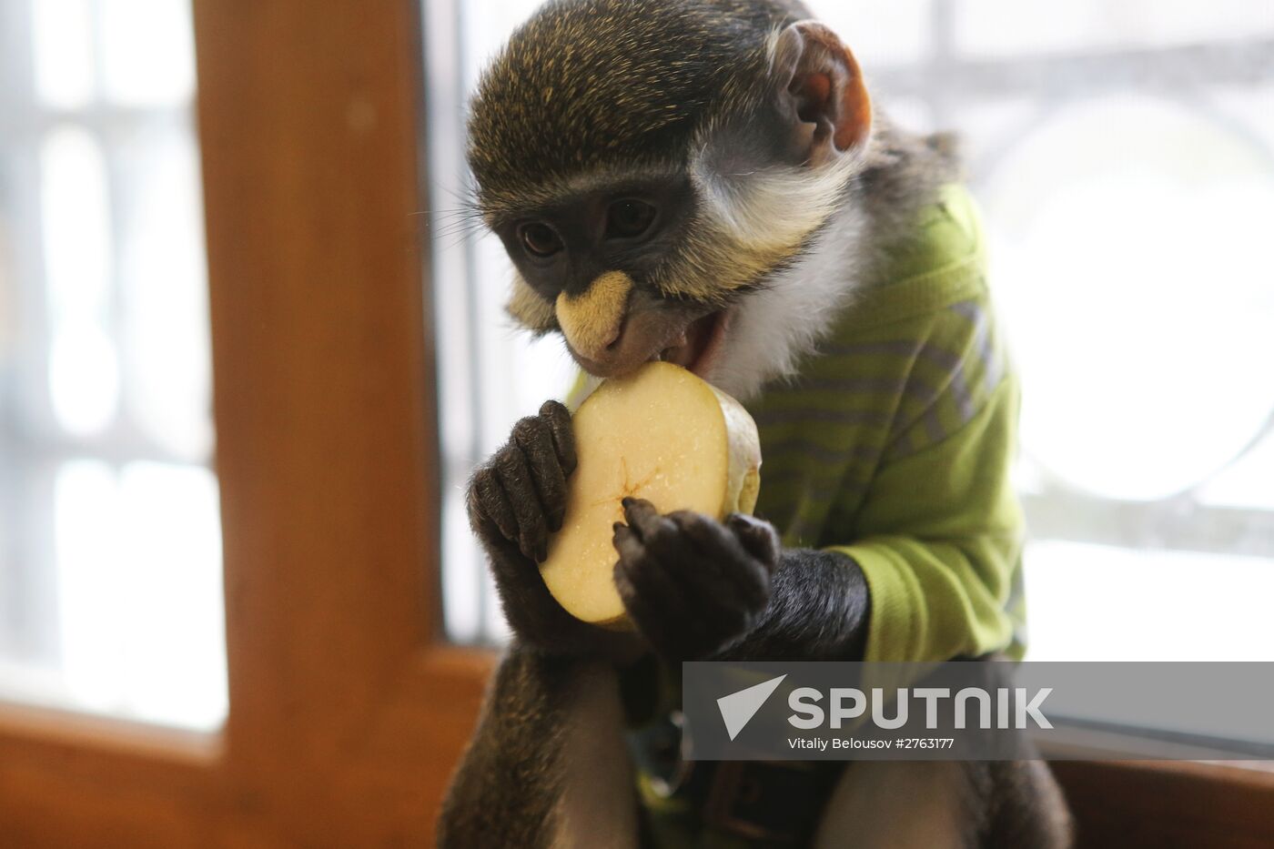 Monkey Yuppi lives in Moscow family