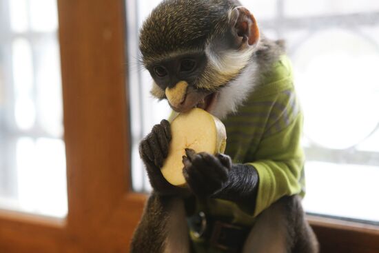 Monkey Yuppi lives in Moscow family