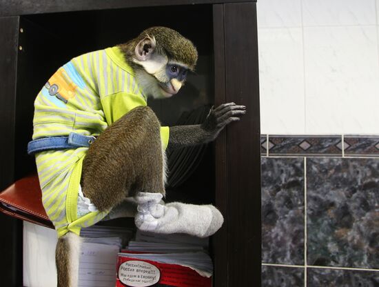 Monkey Yuppi lives in Moscow family