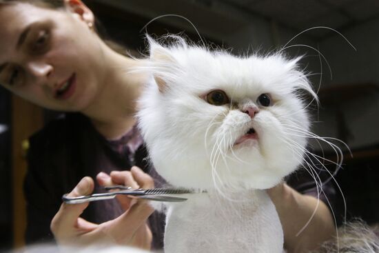 Monkey Yuppi owned by Moscow family