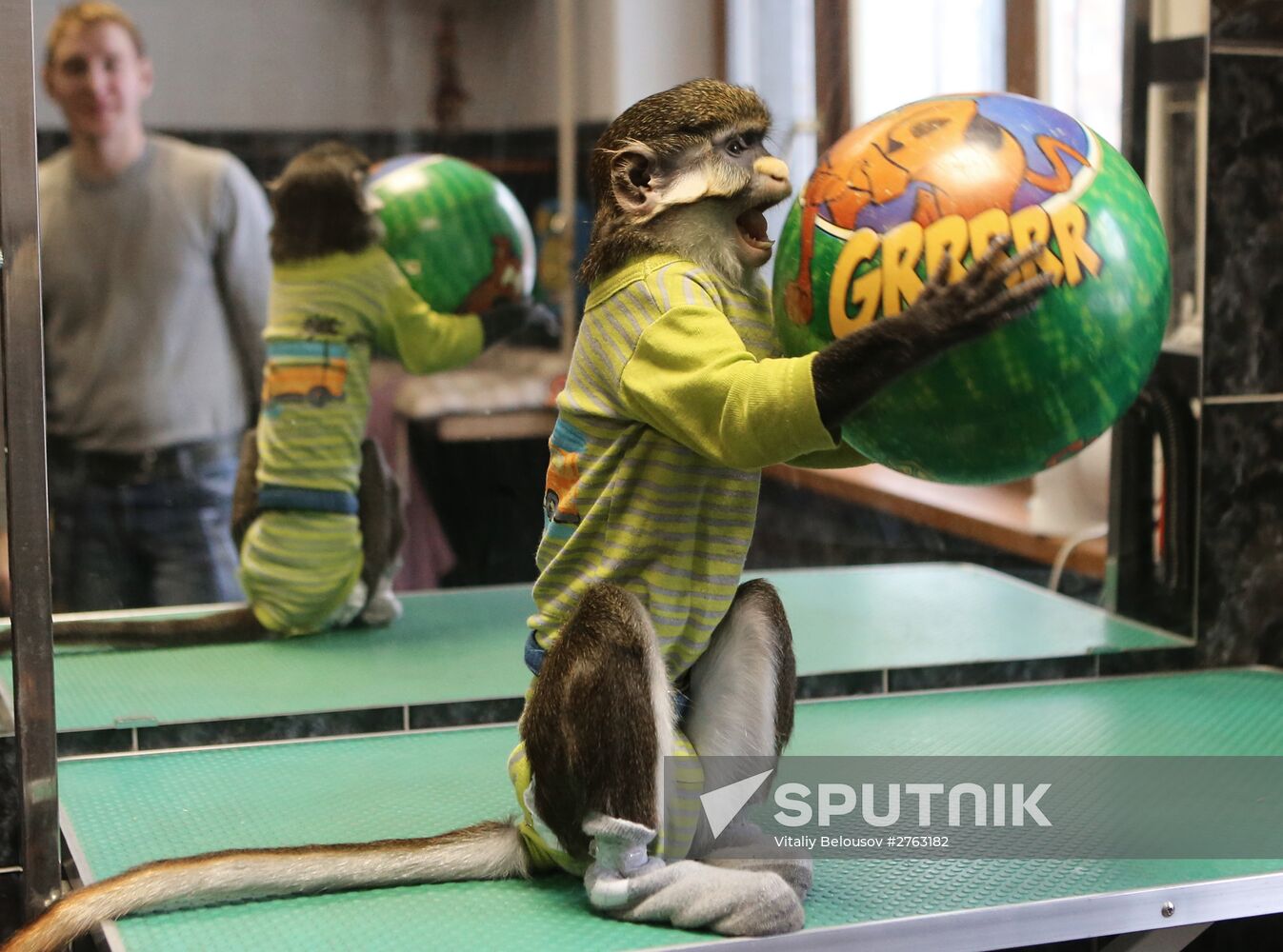 Monkey Yuppi owned by Moscow family