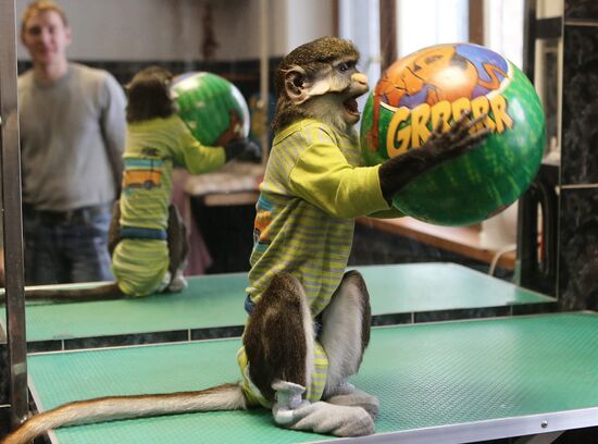 Monkey Yuppi owned by Moscow family