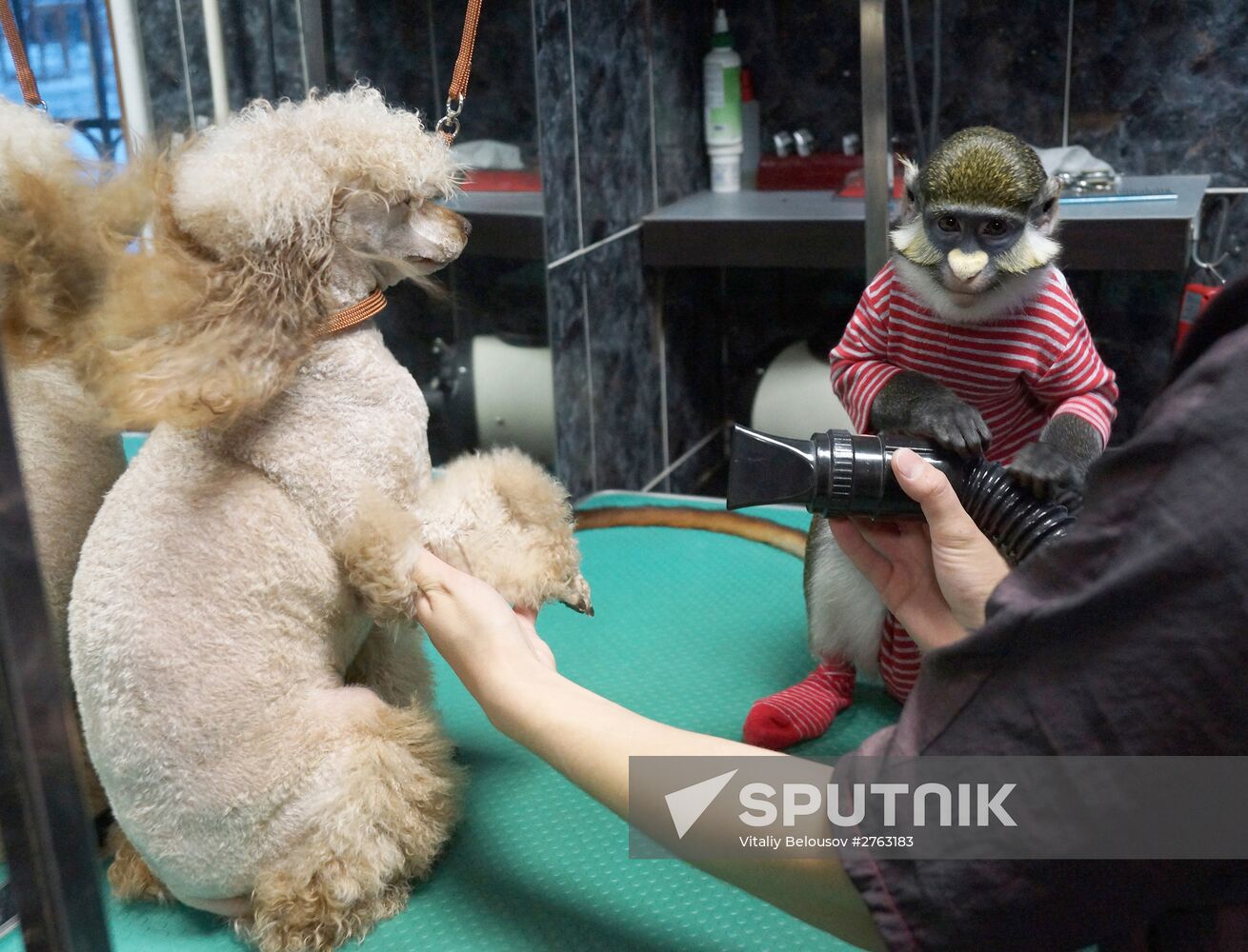 Monkey Yuppi owned by Moscow family