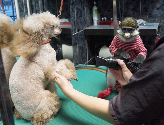 Monkey Yuppi owned by Moscow family
