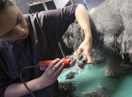 Monkey Yuppi owned by Moscow family