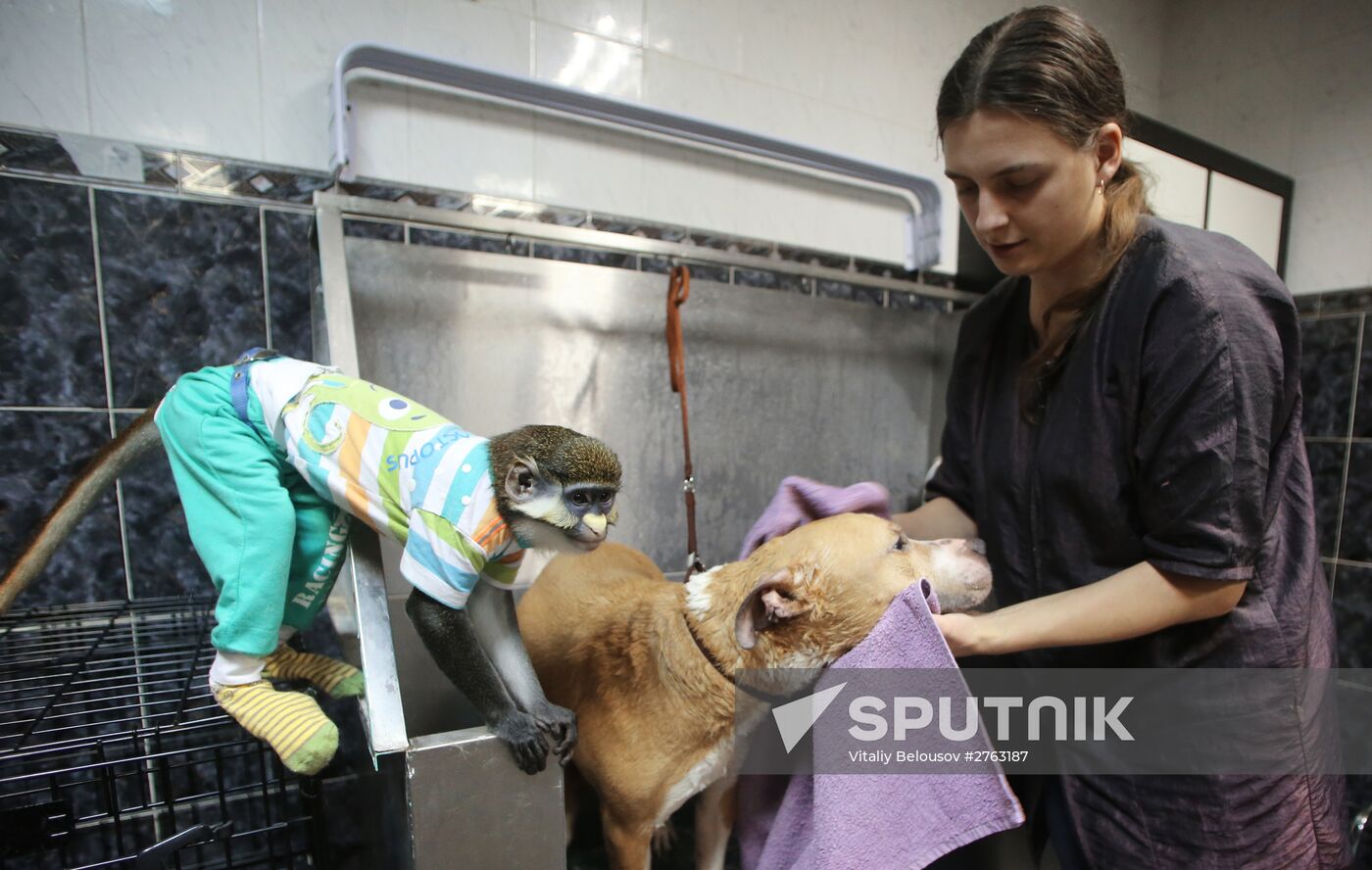 Monkey Yuppi owned by Moscow family