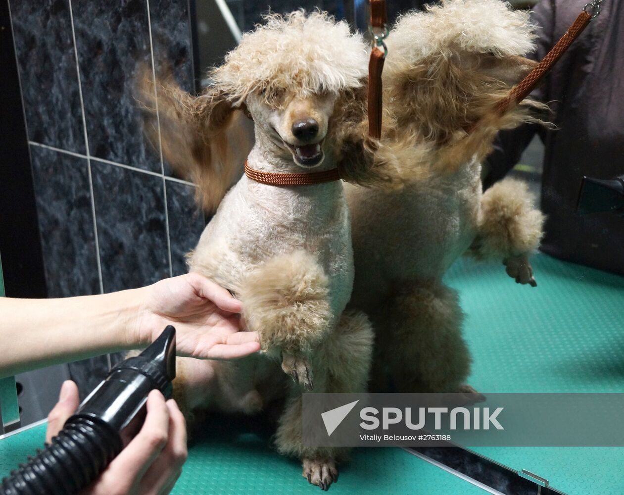 Monkey Yuppi owned by Moscow family