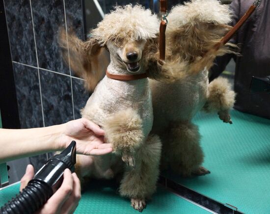 Monkey Yuppi owned by Moscow family