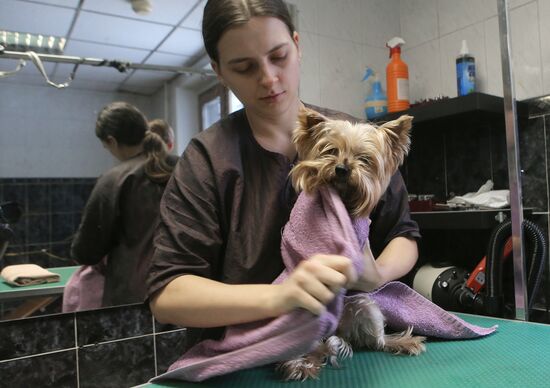 Monkey Yuppi owned by Moscow family