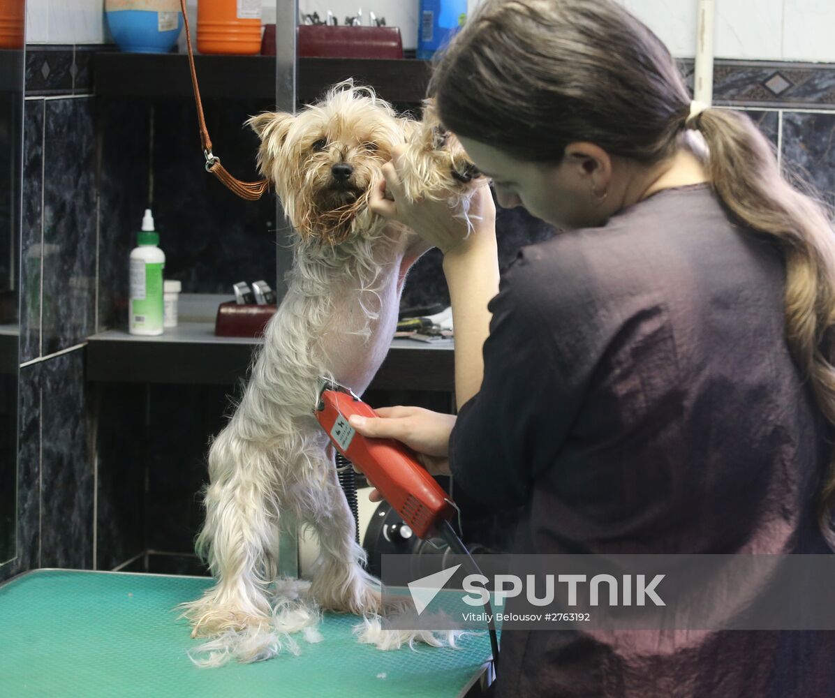 Monkey Yuppi owned by Moscow family