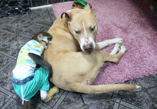 Monkey Yuppi owned by Moscow family