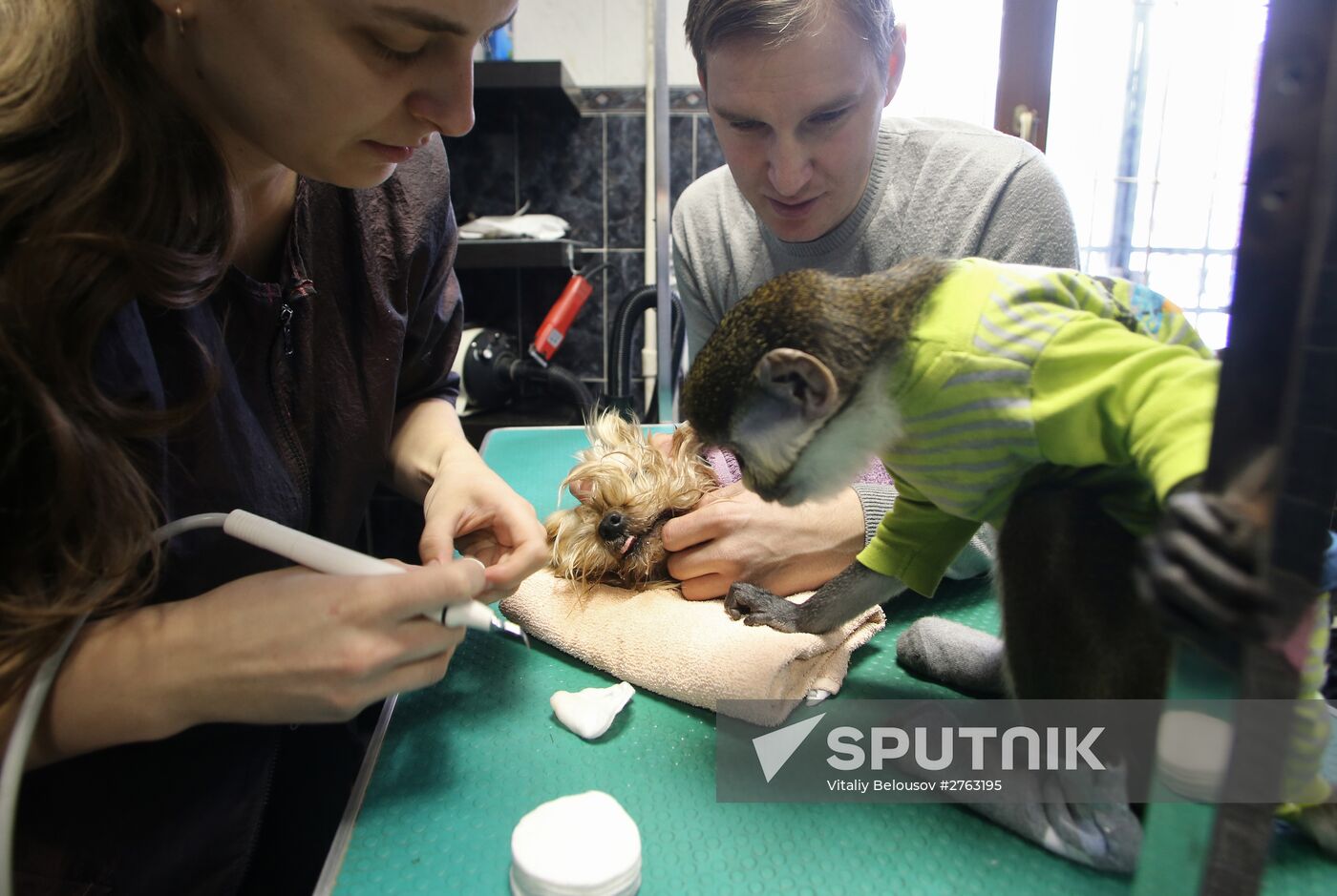 Monkey Yuppi owned by Moscow family