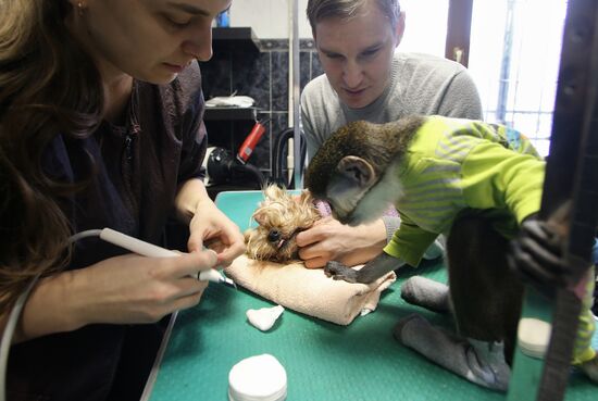 Monkey Yuppi owned by Moscow family