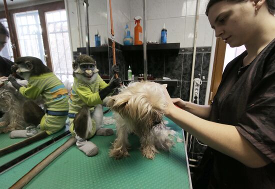 Monkey Yuppi owned by Moscow family