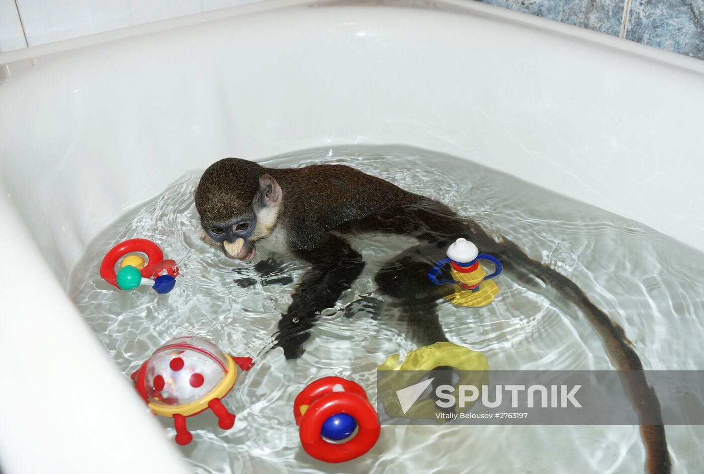 Monkey Yuppi owned by Moscow family