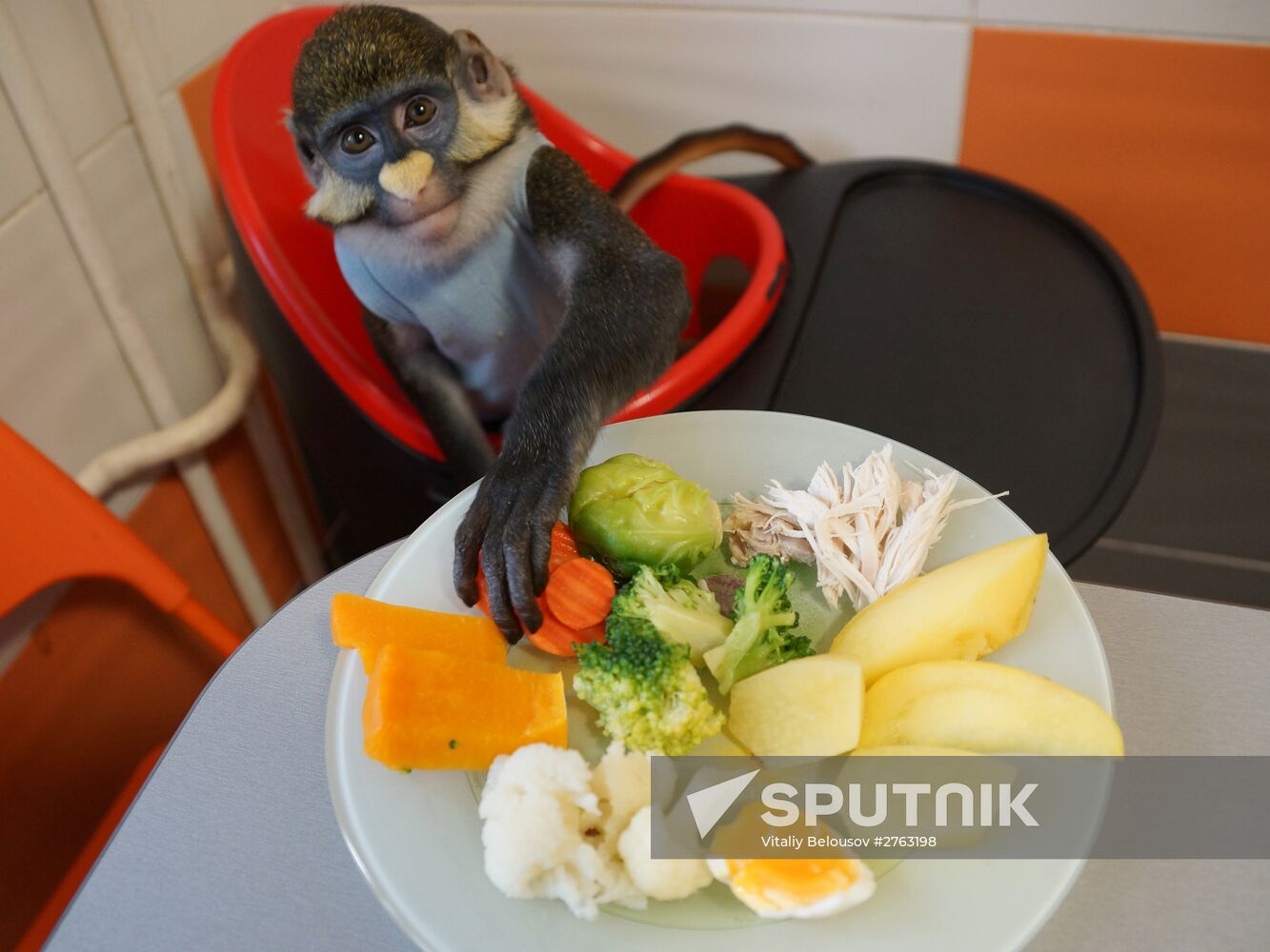 Monkey Yuppi owned by Moscow family